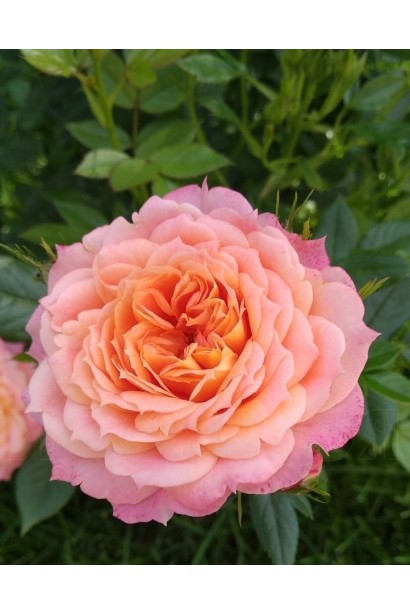 Квіти флорібунди Briosa з медовим відтінком у центрі